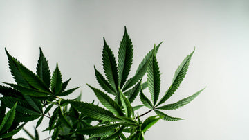 Cannabis und der Krieg gegen Drogen: Analyse eines globalen Misserfolgs