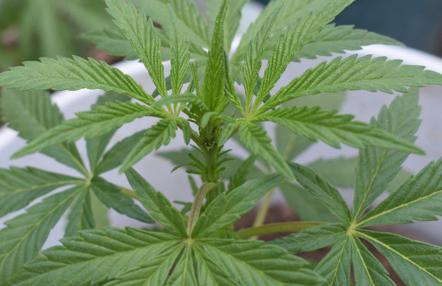 Richtig oder falsch: Alles, was Sie über CBD wissen müssen