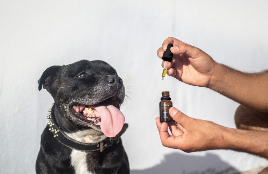 Warum sollte man seinem Haustier CBD geben?