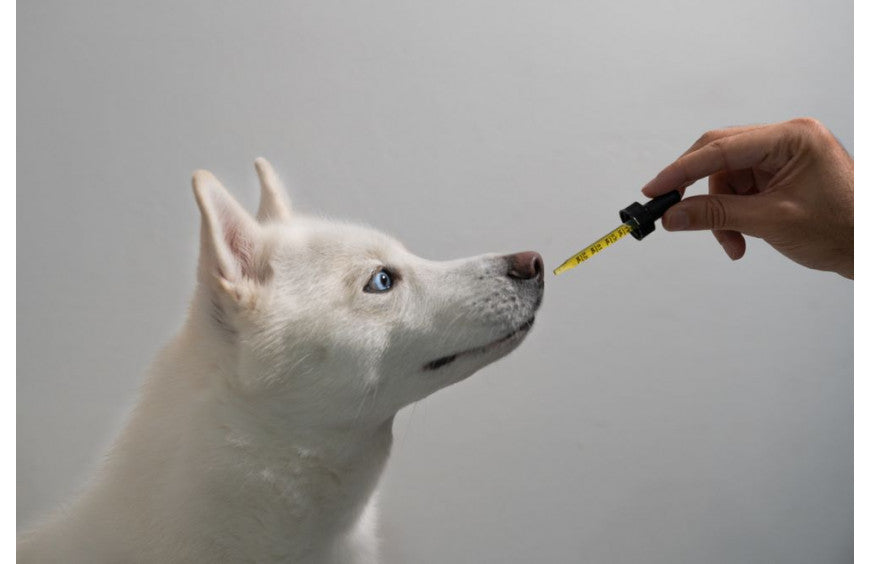 CBD-Öl für Tiere?