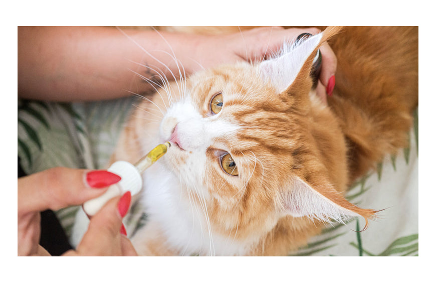 CBD-Öl an die Katze geben - eine gute oder schlechte Idee?