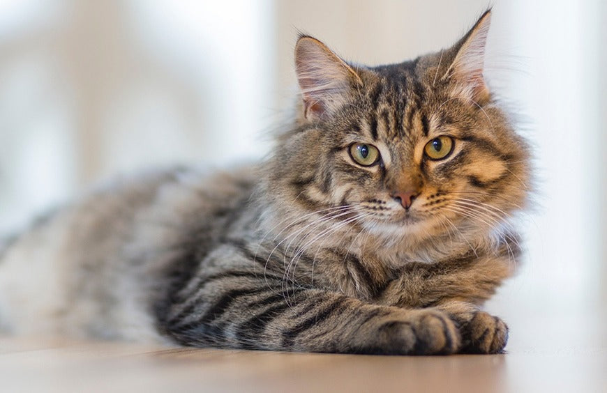 Wie ich den Stress meiner Katze wirksam reduzieren kann