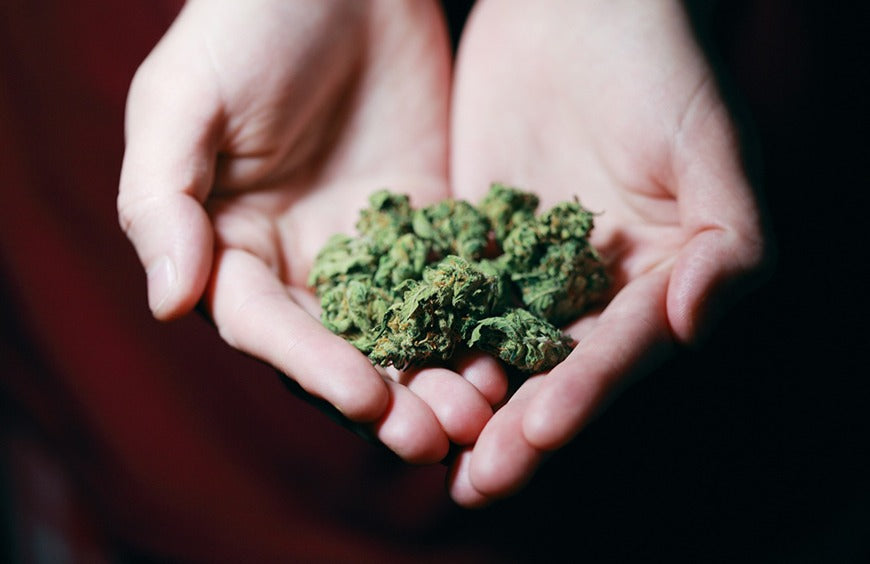 Terpene und CBD: Alles, was man wissen muss