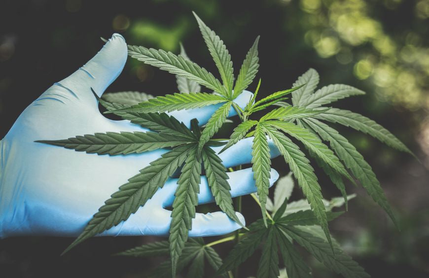 Muss man Konsument sein, um in der CBD-Branche zu arbeiten?