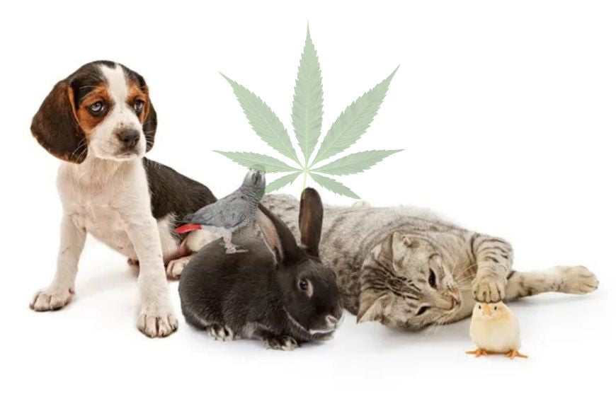 Alle Fragen, die Sie sich stellen, bevor Sie Ihrem Tier CBD geben