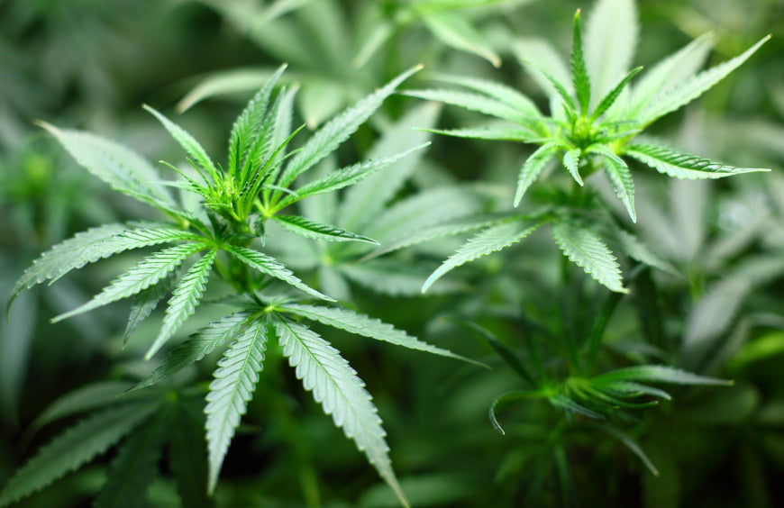 Wie sieht der Prozess der CO2-Extraktion von CBD aus?