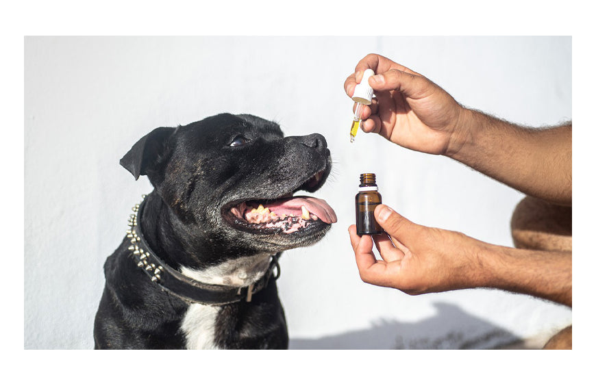 CBD und Haustiere, die richtige Lösung, um ihre Aggressivität zu behandeln?