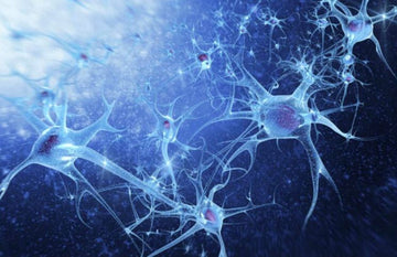 Neuropathie: Studie zeigt, dass CBD eine natürliche Lösung sein könnte