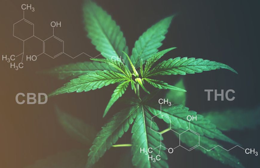 Welches CBD hat den höchsten THC-Gehalt?