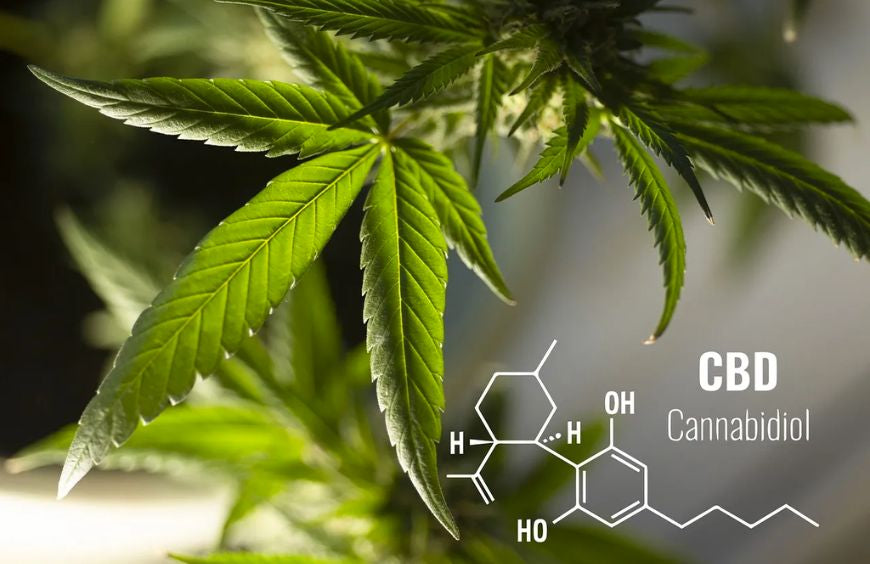 Wann sollte man CBD einnehmen: morgens oder abends?