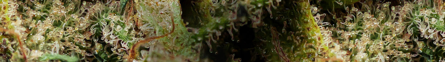 CBD-Blumen