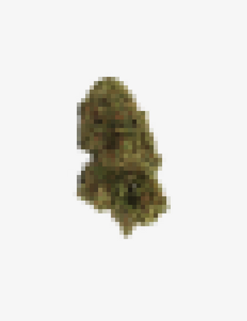 CBD-Blume des Monats