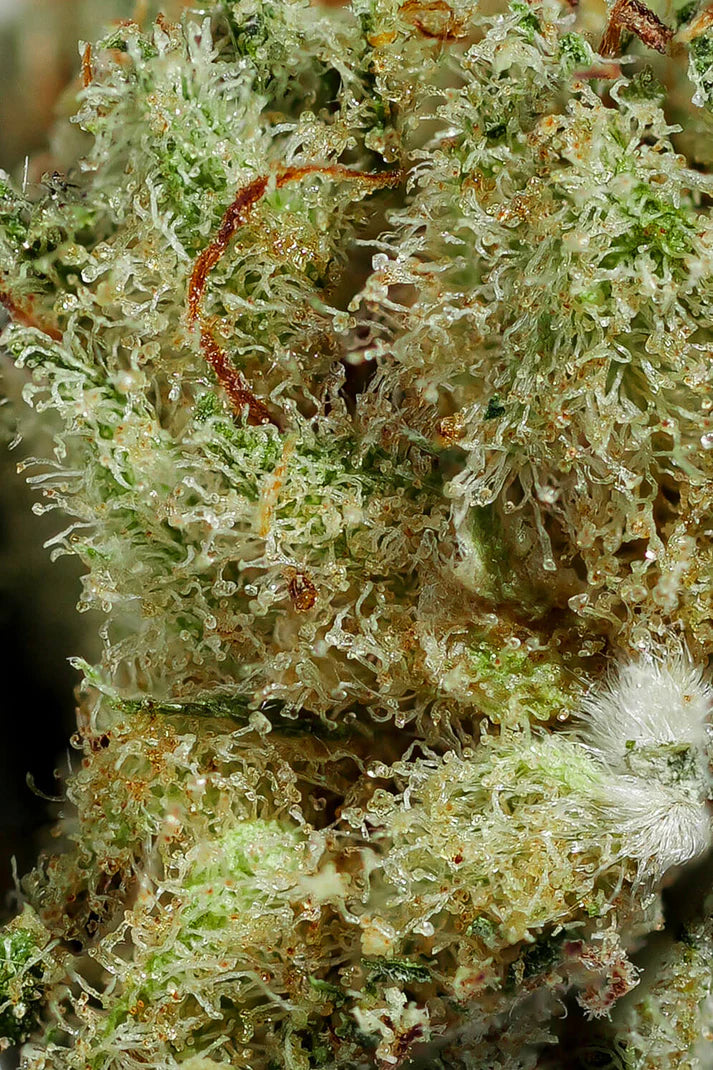 Kryptonit CBD