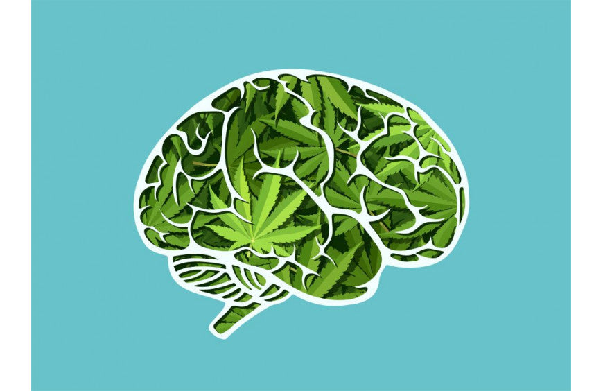 CBD erhöht den Blutfluss im Gehirn für Gedächtnis und Entscheidungsfindung