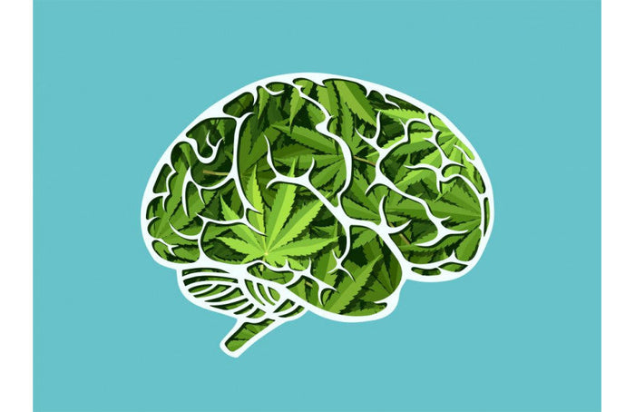 CBD erhöht den Blutfluss im Gehirn für Gedächtnis und Entscheidungsfindung