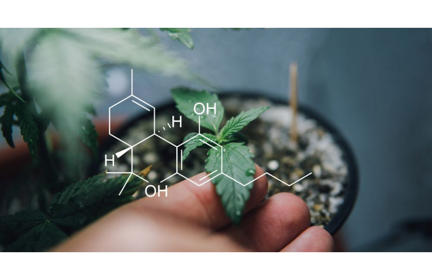 Cannabinoide: Was sind sie und welche therapeutischen Wirkungen haben sie?