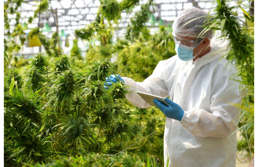 Entdecken Sie 9 überraschende wissenschaftliche Fakten über CBD!