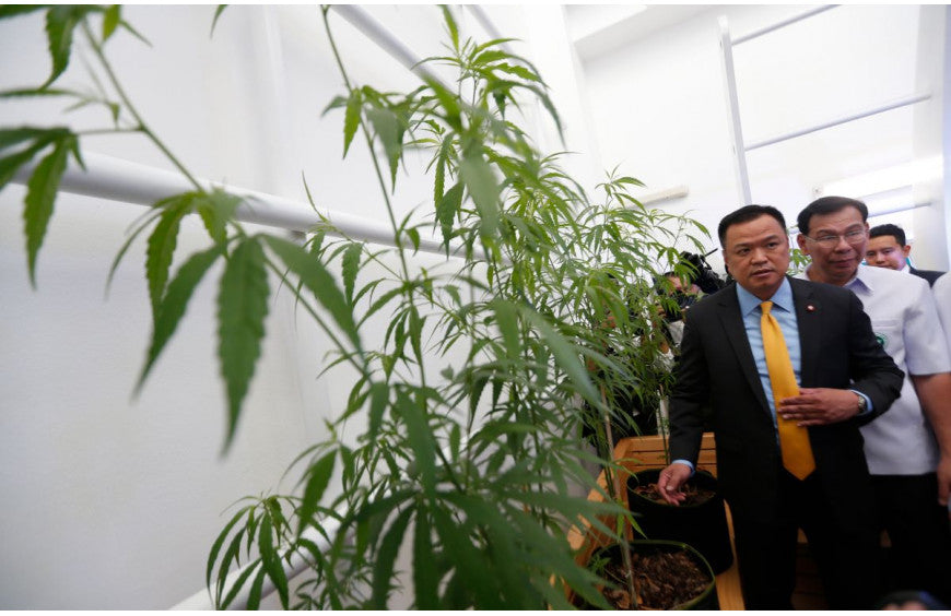 Thailändische Patienten und Landwirte können ihr medizinisches Cannabis anbauen und vermarkten