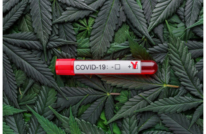 Coronavirus: Amerikaner greifen zu CBD, um ihren Stress zu bewältigen