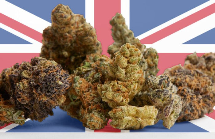 CBD-Blüten sind in Großbritannien keine Betäubungsmittel mehr!