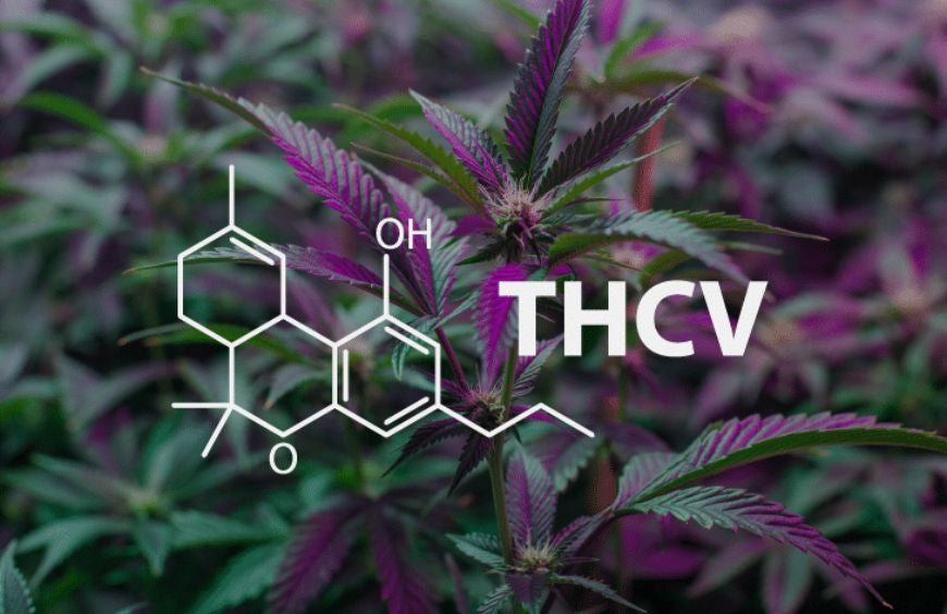 THCV, der Neuling in der Welt der Cannabinoide