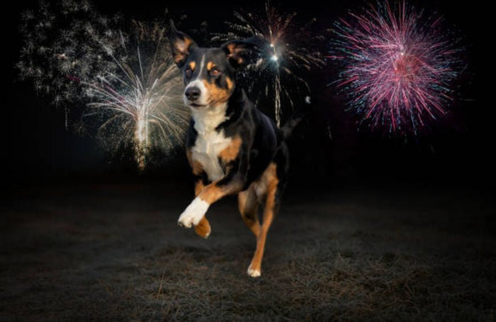 Hund, Katze, kann CBD sie bei einem Feuerwerk beruhigen?