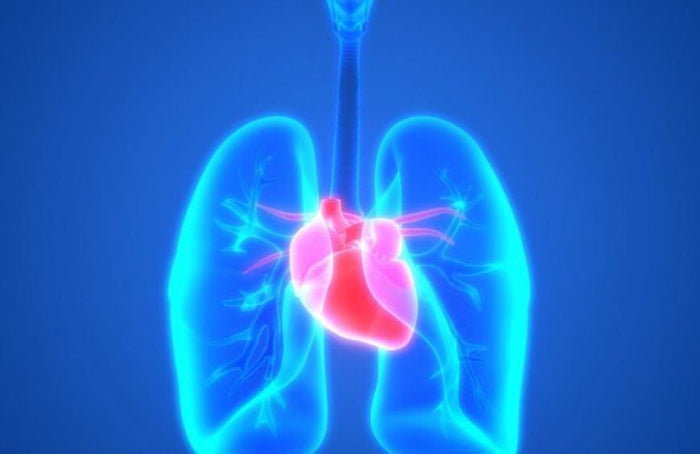Pulmonale Hypertonie: Auf dem Weg zu einer CBD-Lösung?