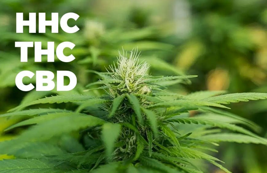 HHC vs. THC und CBD: Was die Wissenschaft sagt