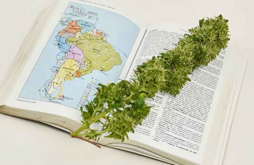 Südamerika öffnet sich für Cannabis