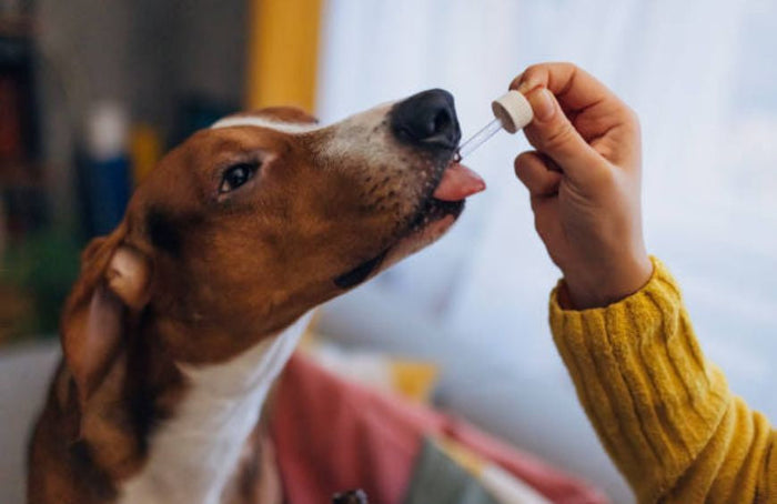 Mit CBD für seinen Hund sorgen