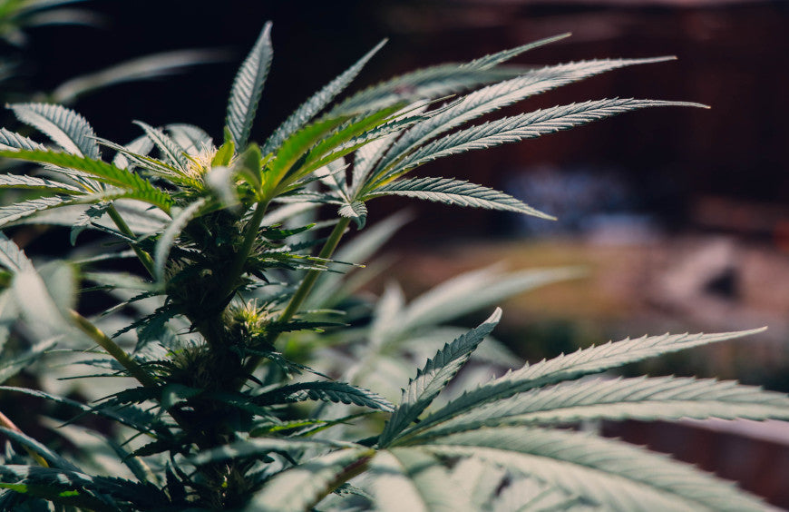 HHC auf der Betäubungsmittelliste