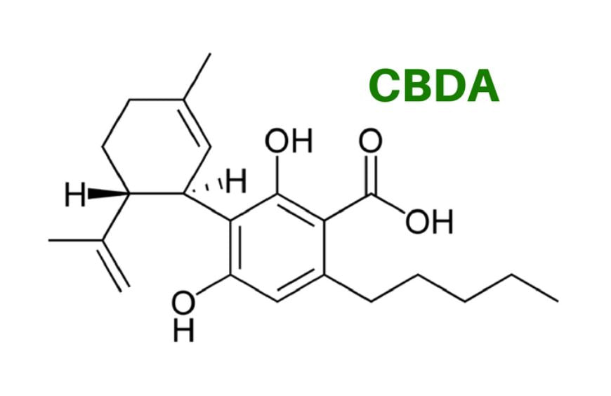 CBDA, ein Cannabinoid mit vielen Vorteilen