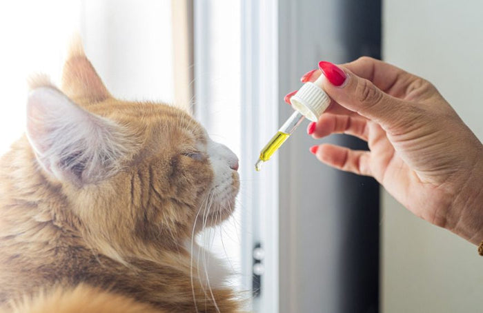 Mit CBD für die Katze sorgen