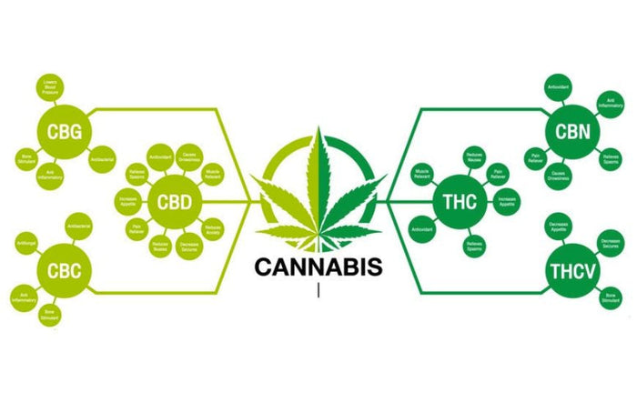 Wissenschaft untersucht Genetik im Zusammenhang mit der Synthese von Cannabinoiden