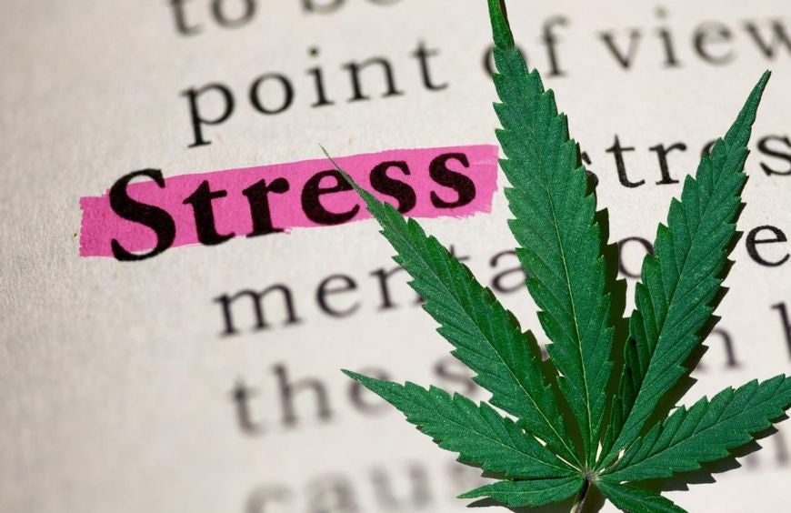 Welches sind die besten CBD-Blüten zum Abbau von Stress und Angstzuständen?