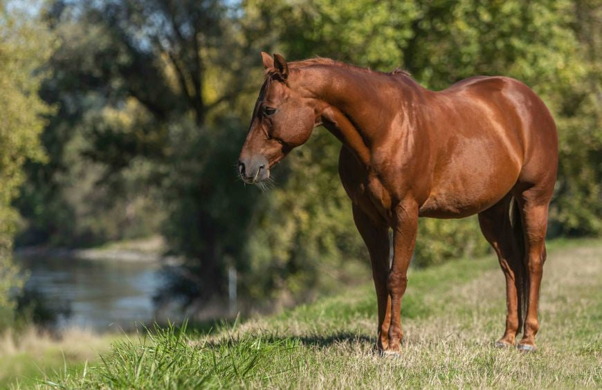 Tic bei Pferden: Diese Studie belegt alle Vorteile von CBD