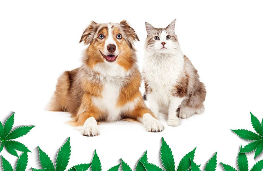 Wie kann CBD meinem Hund oder meiner Katze helfen?