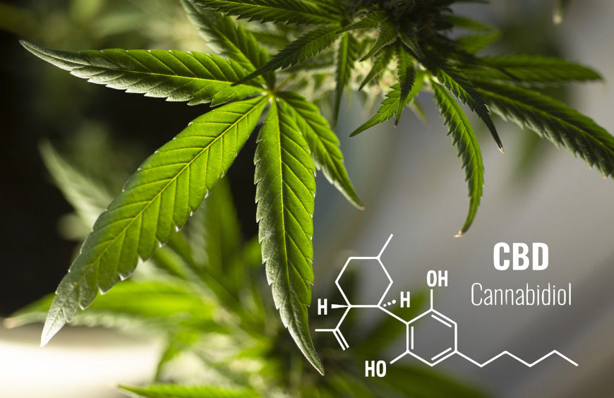 As easy as CBD: Das ABCDaire der CBD