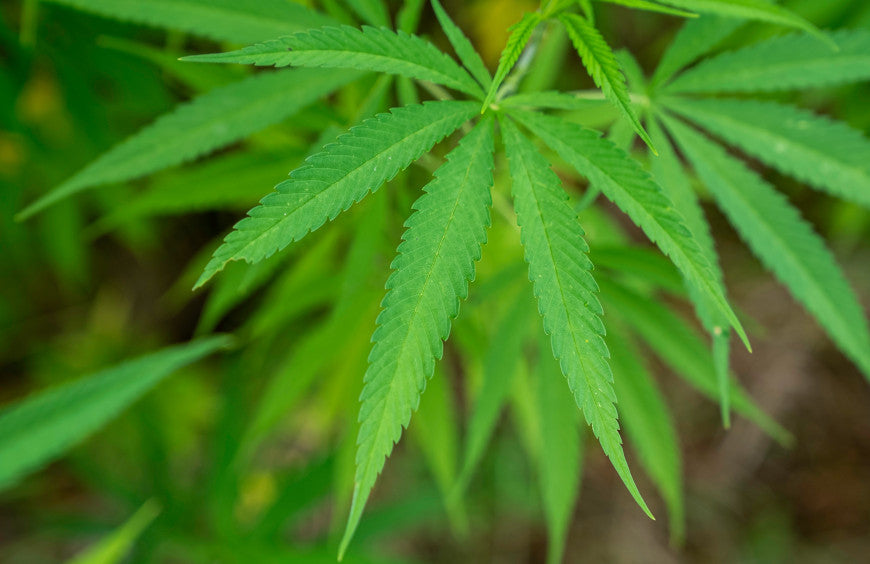 Ist es möglich, CBD zur Entwöhnung von Cannabis zu verwenden?