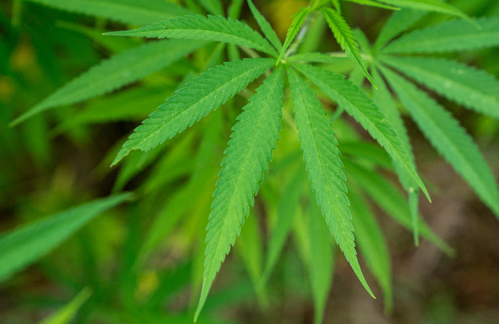 Ist es möglich, CBD zur Entwöhnung von Cannabis zu verwenden?