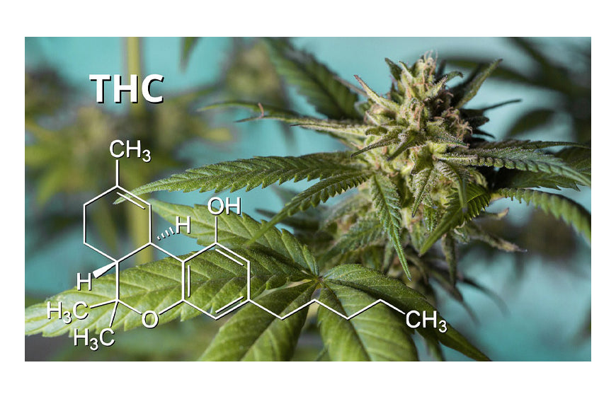 Enthalten CBD-Öle THC? Wir sagen Ihnen alles