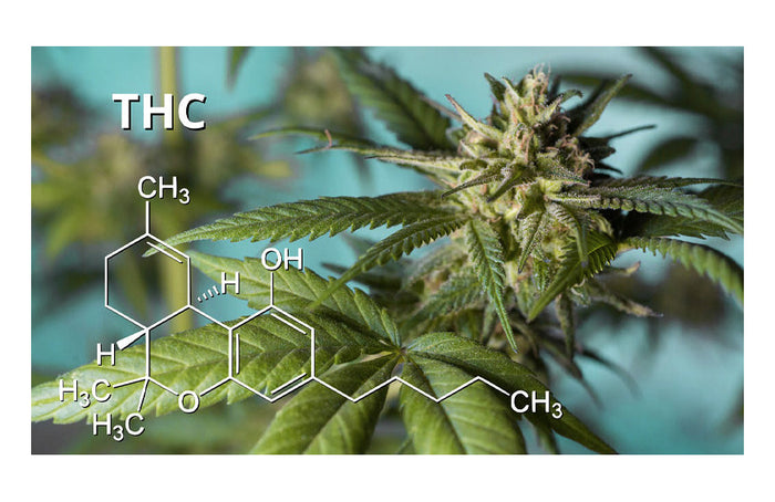 Enthalten CBD-Öle THC? Wir sagen Ihnen alles