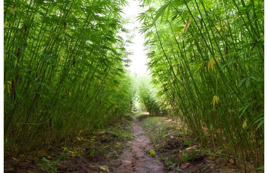 Hanf - eine Pflanze, die bei der Kohlenstoffbindung nützlicher ist als Bäume