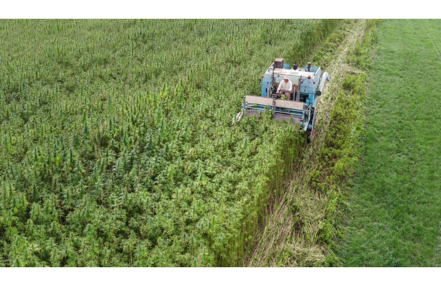 Hanf - das nächste Superfood in Ihren Salaten?