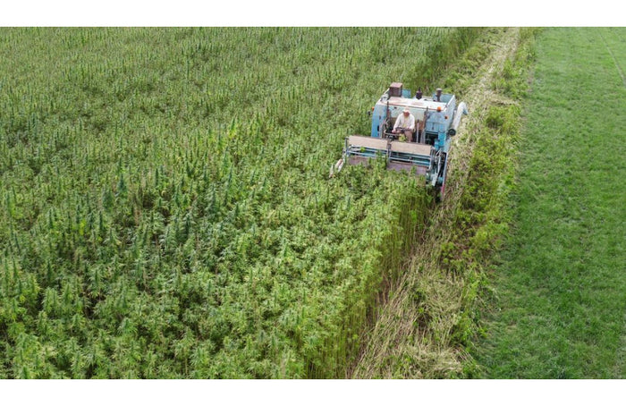 Hanf - das nächste Superfood in Ihren Salaten?