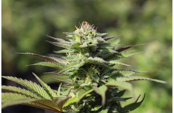 UPCBD: Auf dem Weg zu einer Regulierung der CBD?