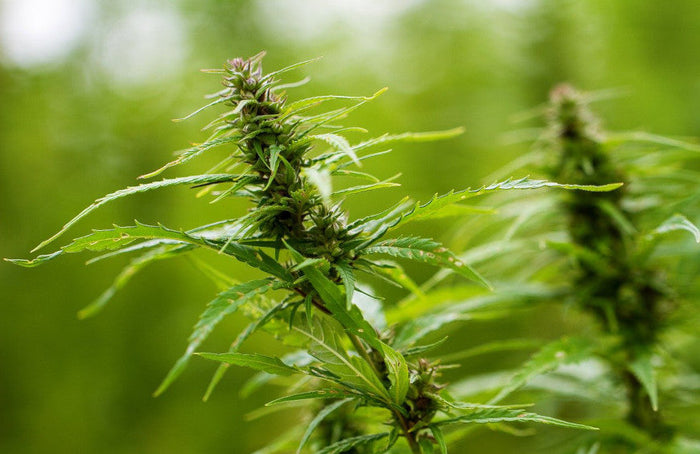 Alles über HHC, das neue Molekül in Cannabis