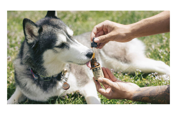 Kann CBD-Öl unsere Haustiere, einschließlich unserer Hunde, beruhigen?