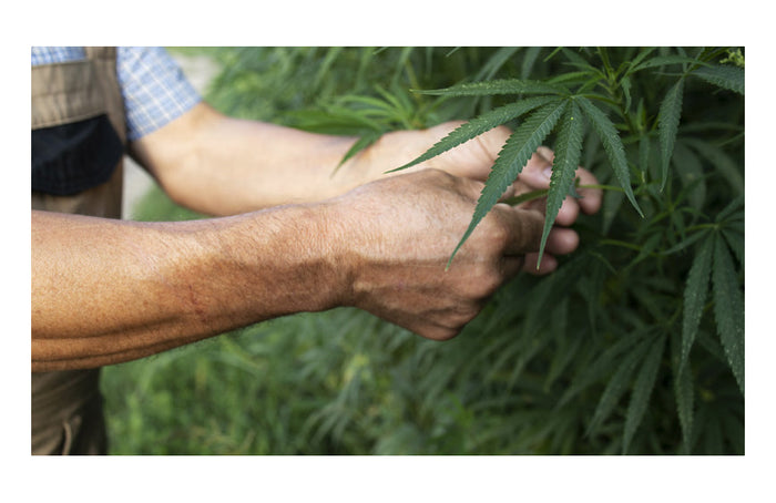 Die verschiedenen Arten des Anbaus von CBD