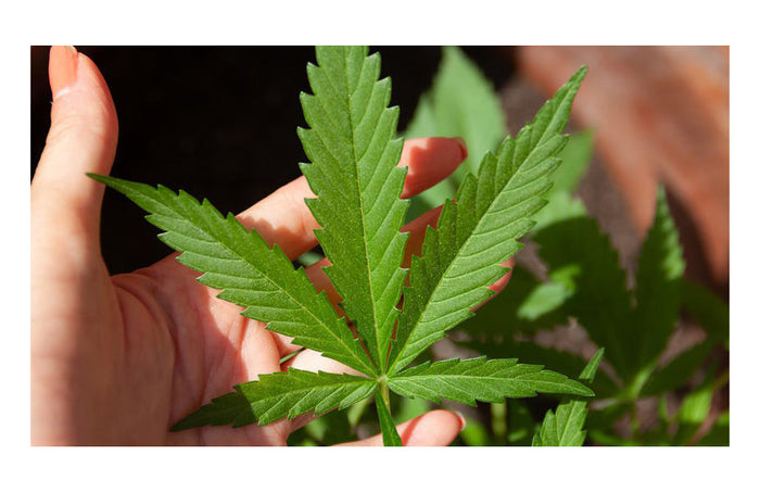 Skunk: Die Geheimnisse einer beliebten Sorte